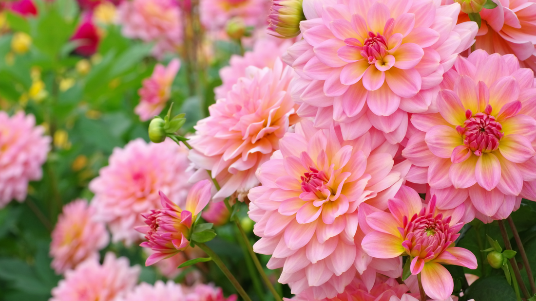 Beautiful pink dahlias against a background of greenery.