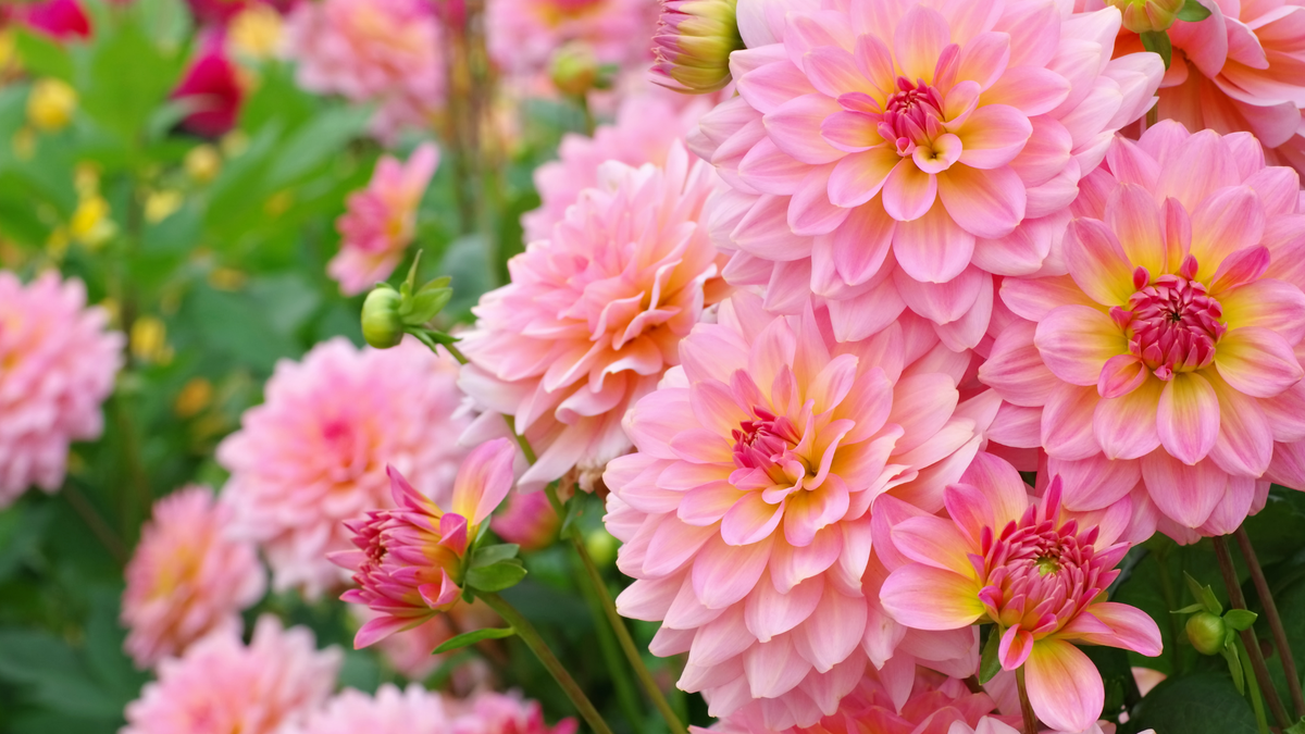 Beautiful pink dahlias against a background of greenery.