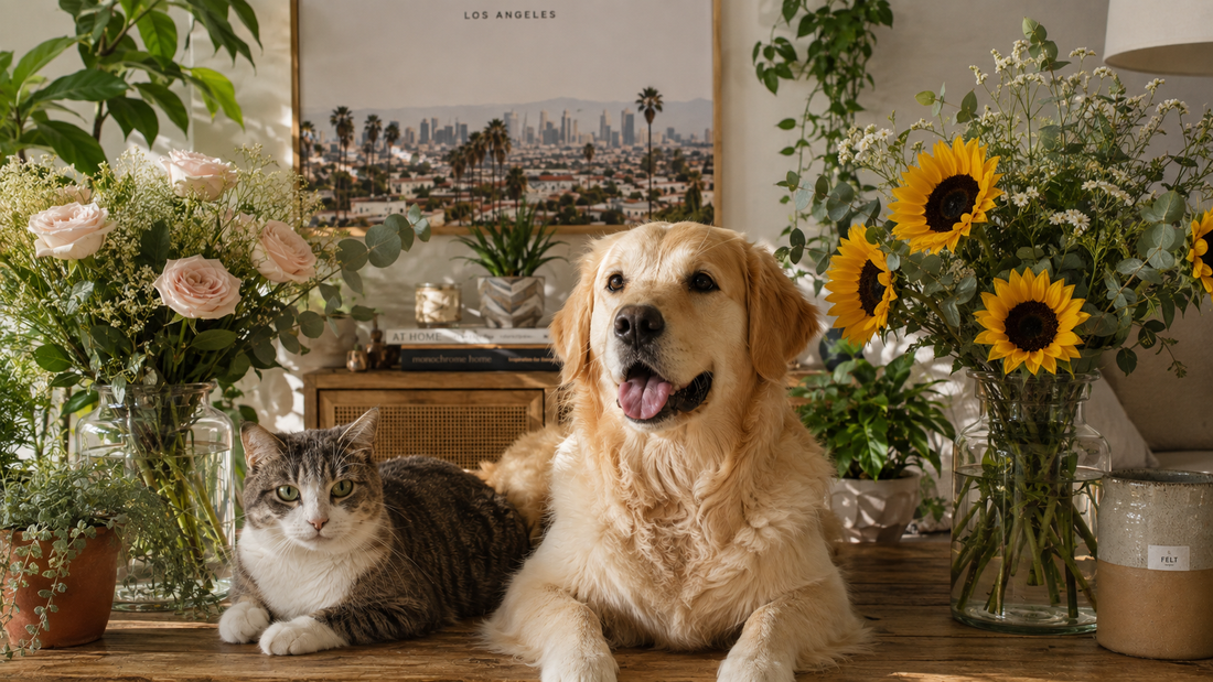 A cute golden retriever dog and cat sitting around peach roses and sunflowers in a house setting.