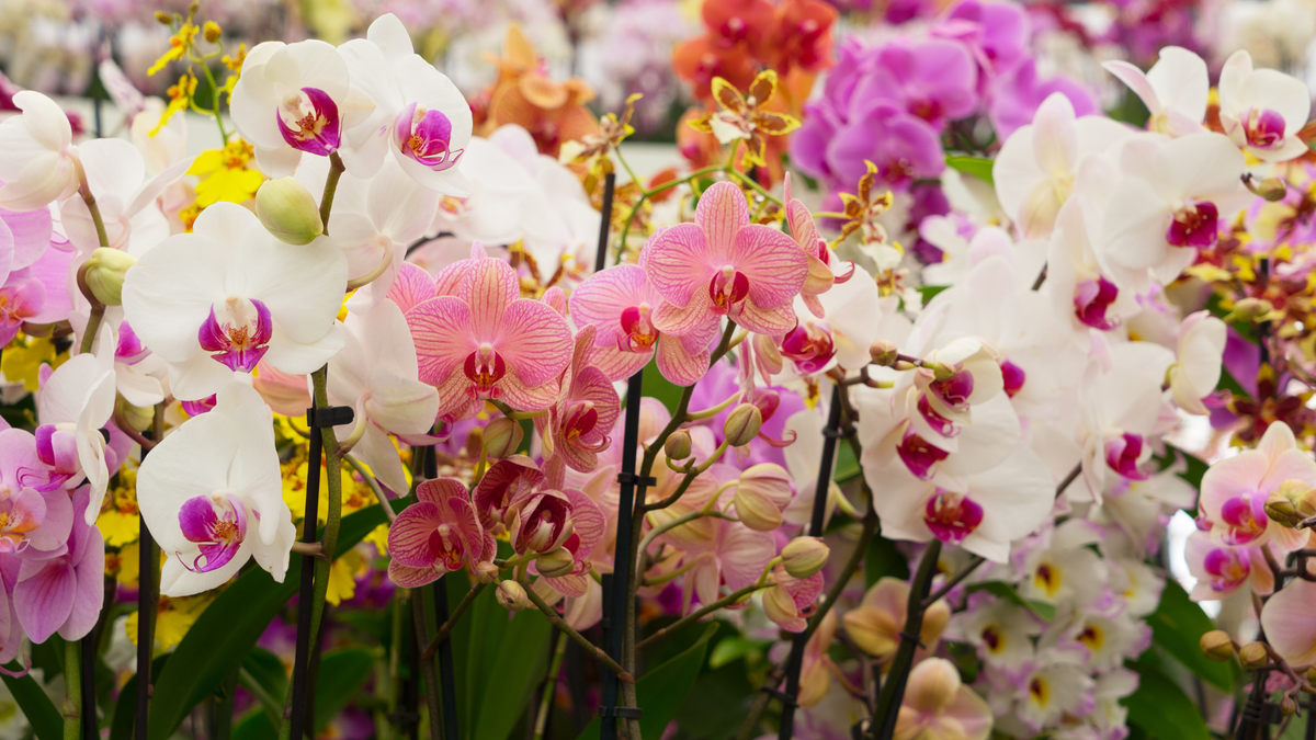 Phalaenopsis orchids in bright colors like pink, white, magenta. And a close up on the flowers.
