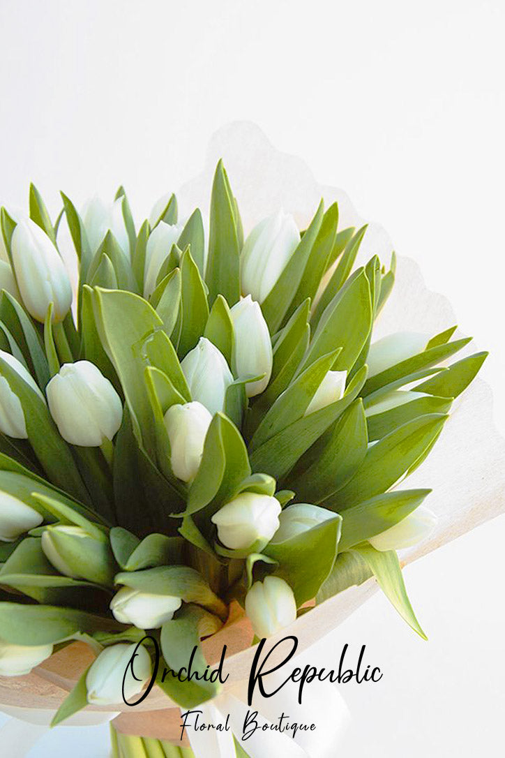 Close-up of crisp white tulip blooms and smooth green leaves