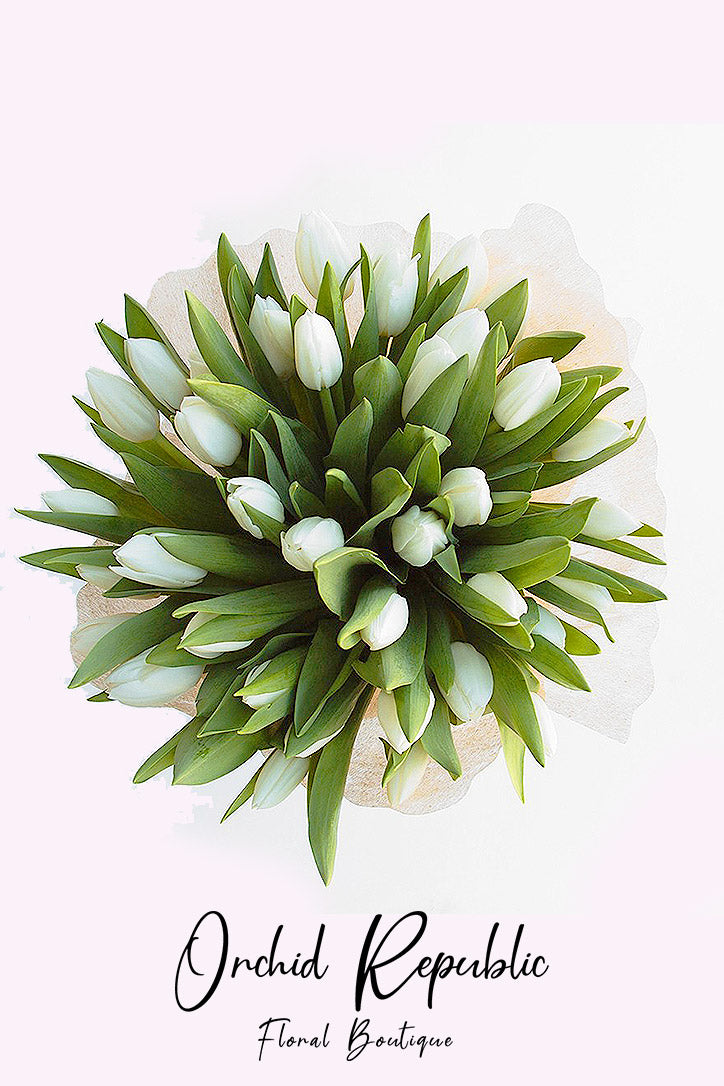 Close-up of crisp white tulip blooms and smooth green leaves