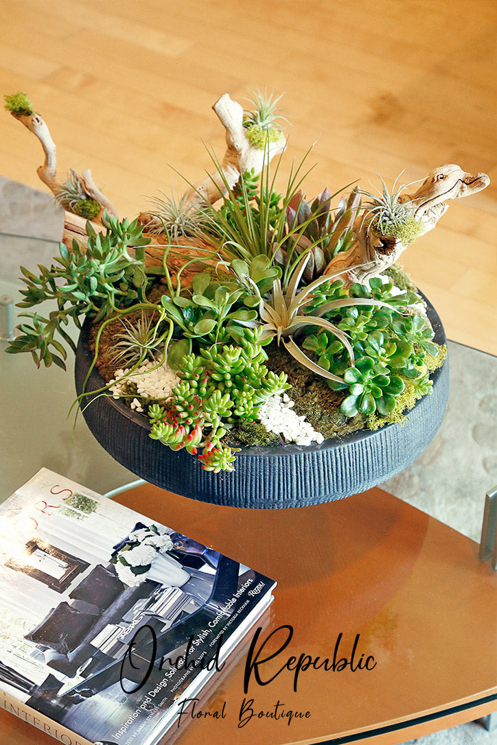 Green succulents and silvery air plants with pale driftwood in a round black planter.