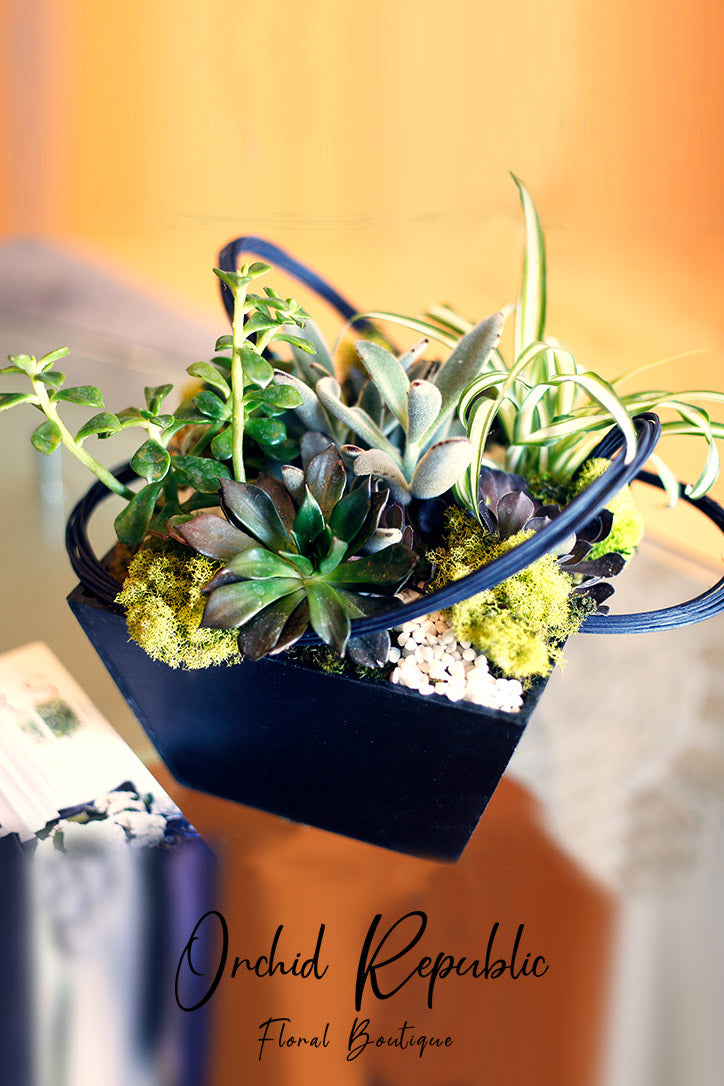 Assorted succulents with moss, river rocks and black midollino in an angled black planter.