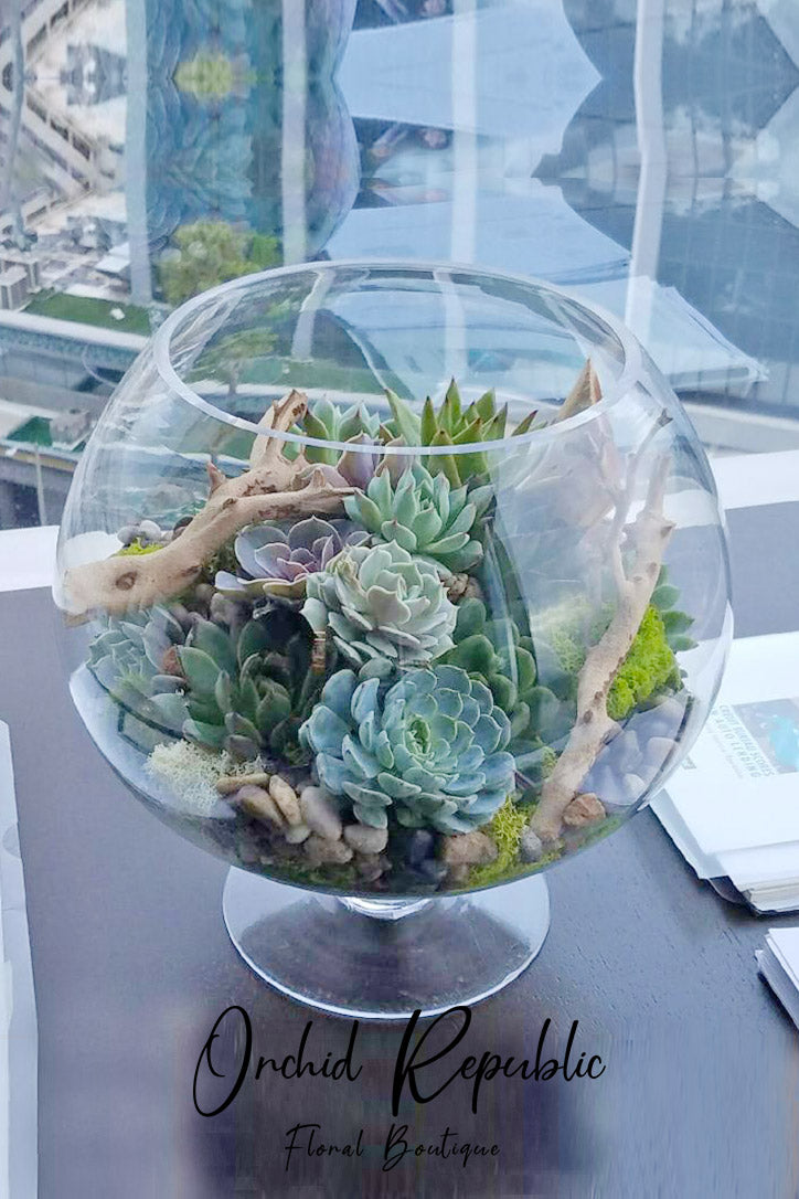 Assorted blue-green and purple echeveria rosettes with moss in a low decorative planter.