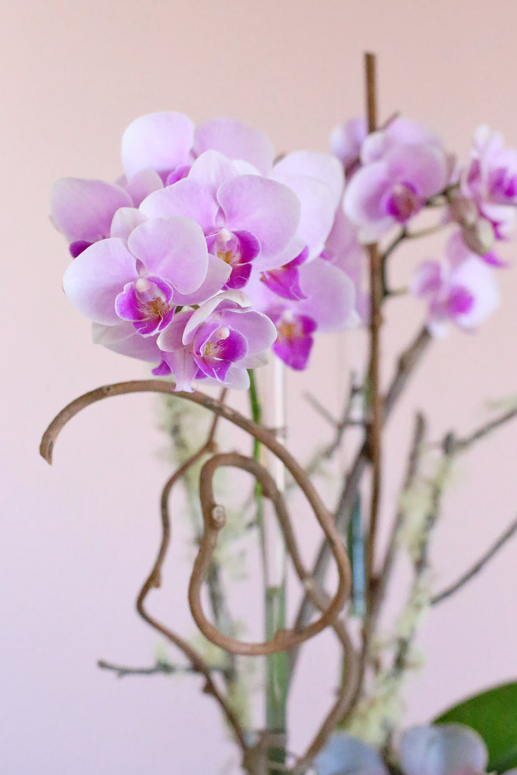 Close-up of pink Phalaenopsis orchid blooms supported by midollino sticks