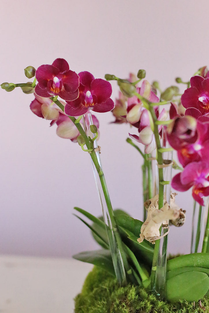 Close-up of deep magenta and soft pink baby orchid blooms on acrylic-supported stems