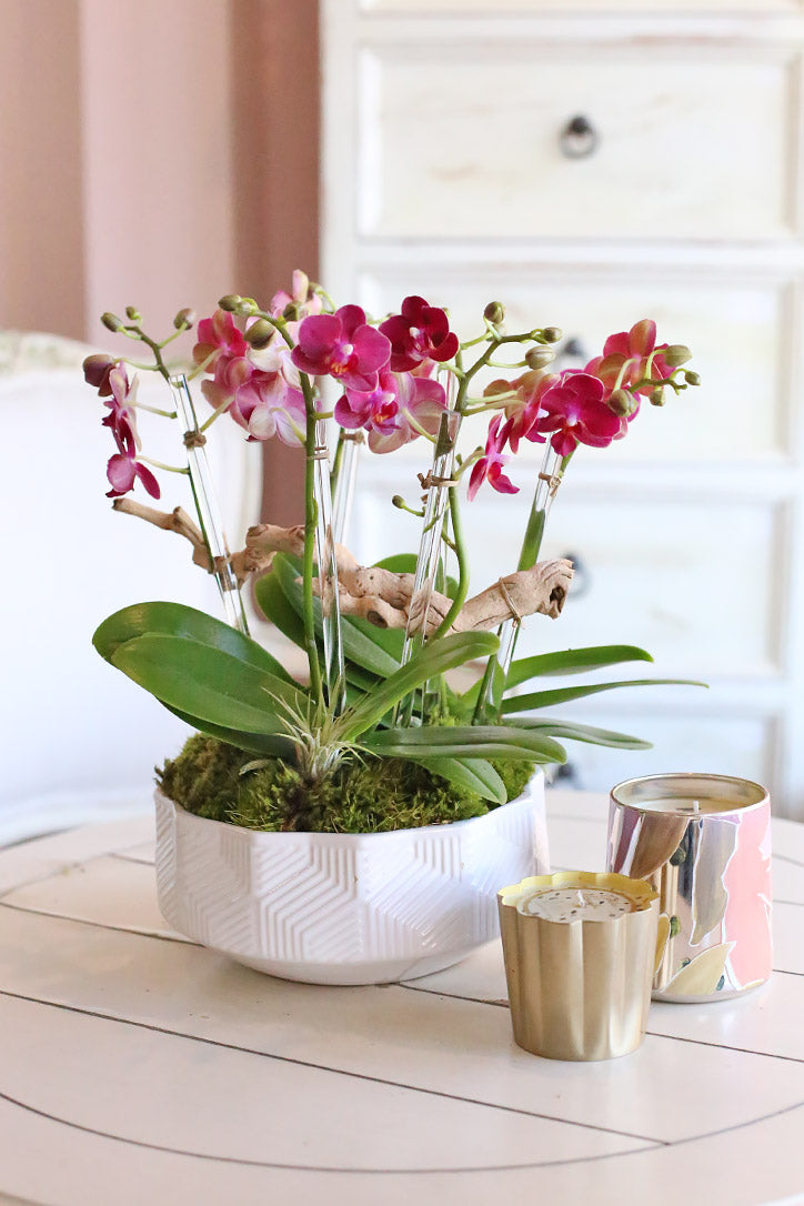 Three amaranth Phalaenopsis orchids in a geometric white planter with driftwood