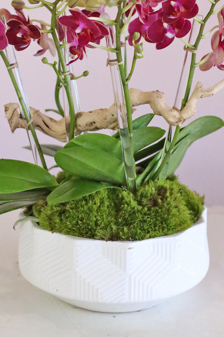 Geometric white planter with moss, driftwood, air plant and three orchid plants