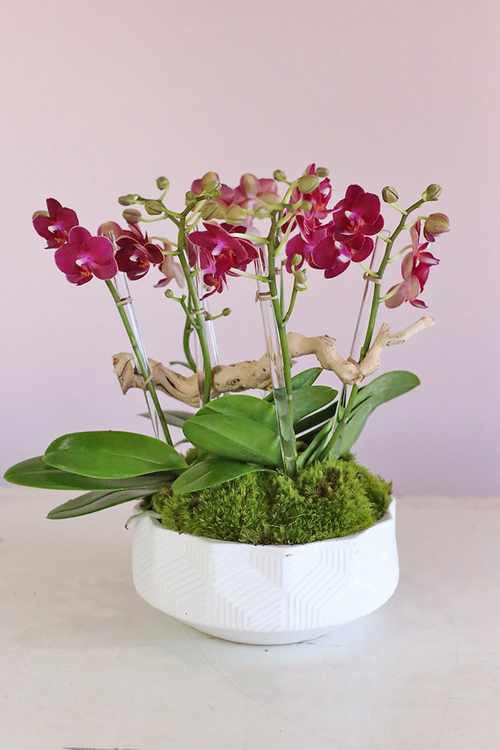 Amaranth Orchid Haven