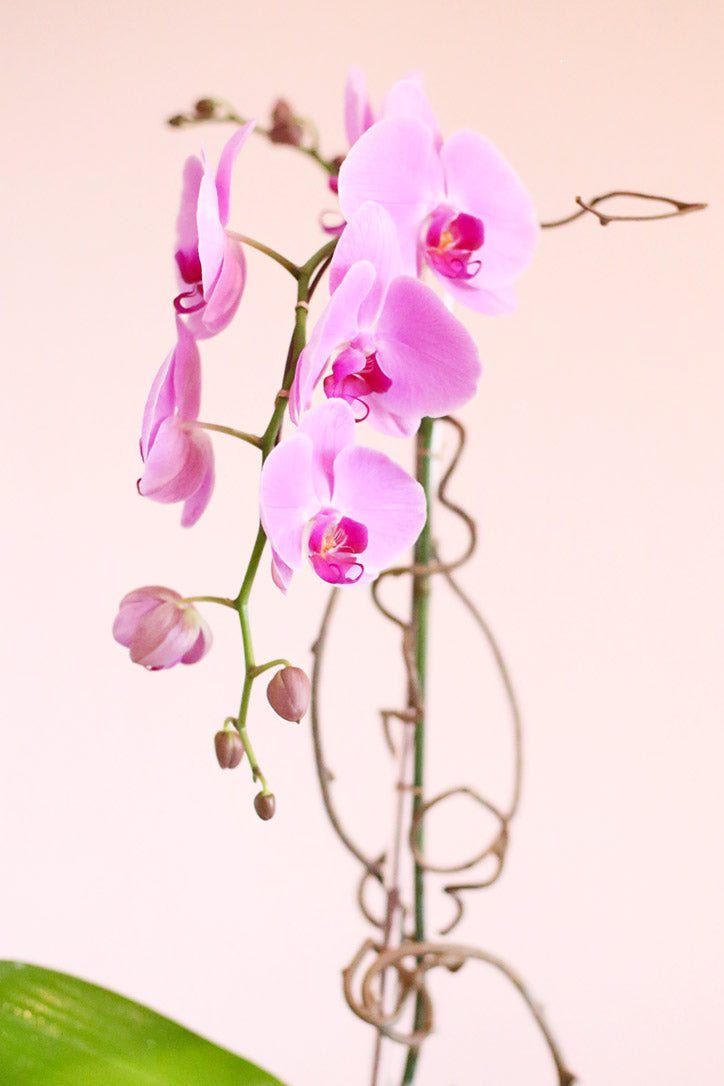 Close-up of pink Phalaenopsis orchid blooms accented by curly willow branches