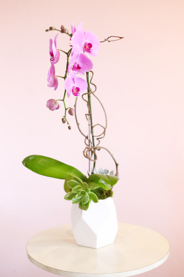 Single-stem pink Phalaenopsis orchid with succulents in a geometric white vase