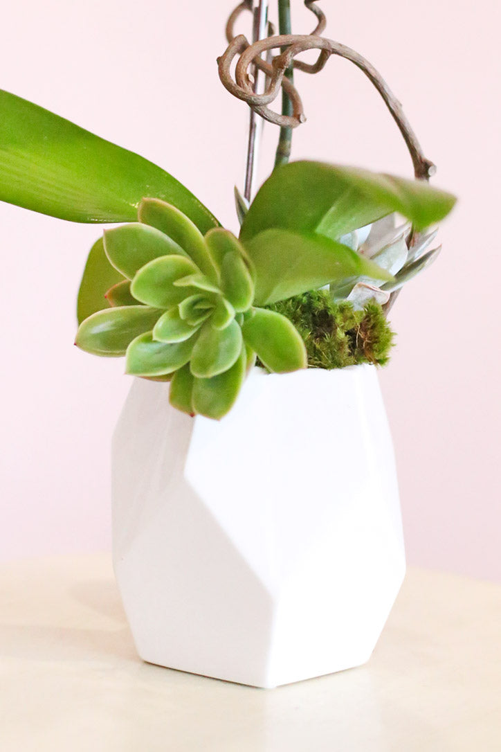 Geometric white ceramic vase with fresh moss, orchid leaves and rosette succulents
