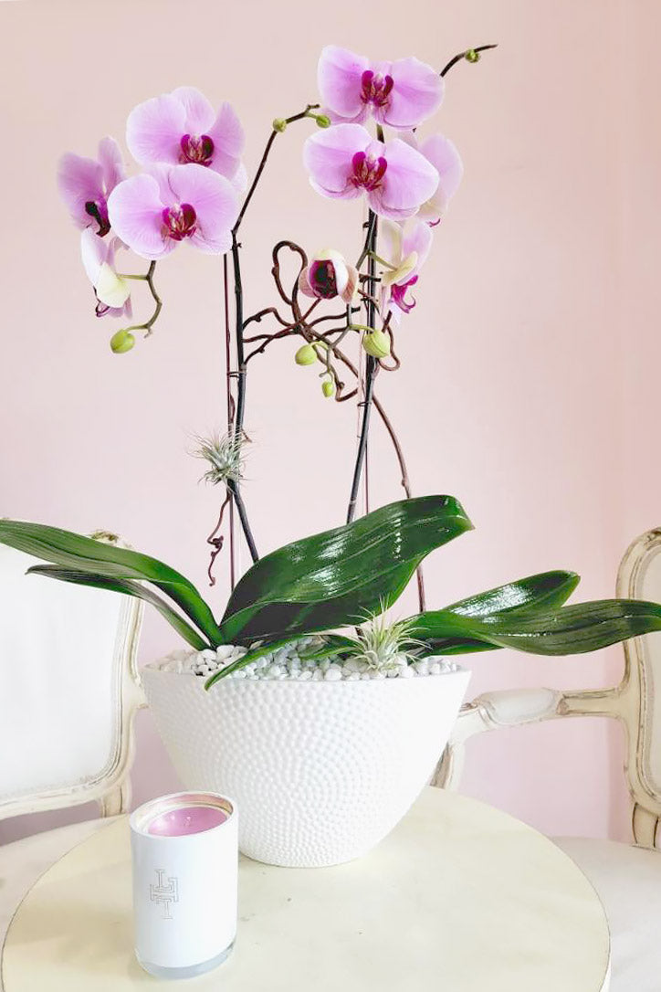 Blush pink Phalaenopsis orchids in a patterned white vase with air plants and curly willow