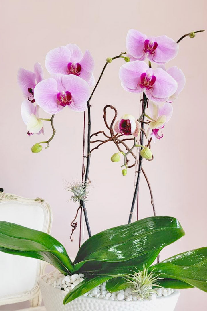 Close-up of blush orchid blooms supported by midollino sticks beside curly willow