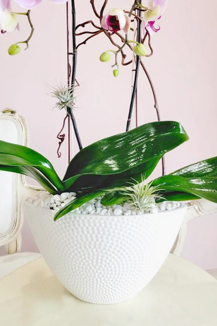 Patterned white ceramic vase with white pebbles, air plants and blush orchid stems