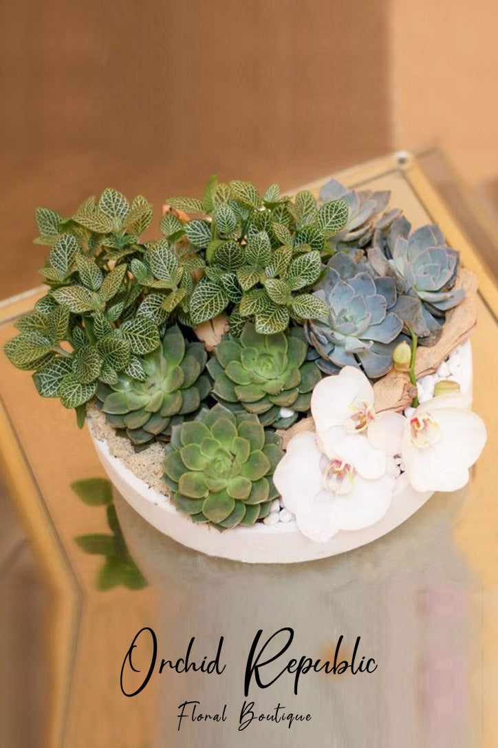White Phalaenopsis orchids and pale green echeveria succulents arranged in a crisp ceramic planter.