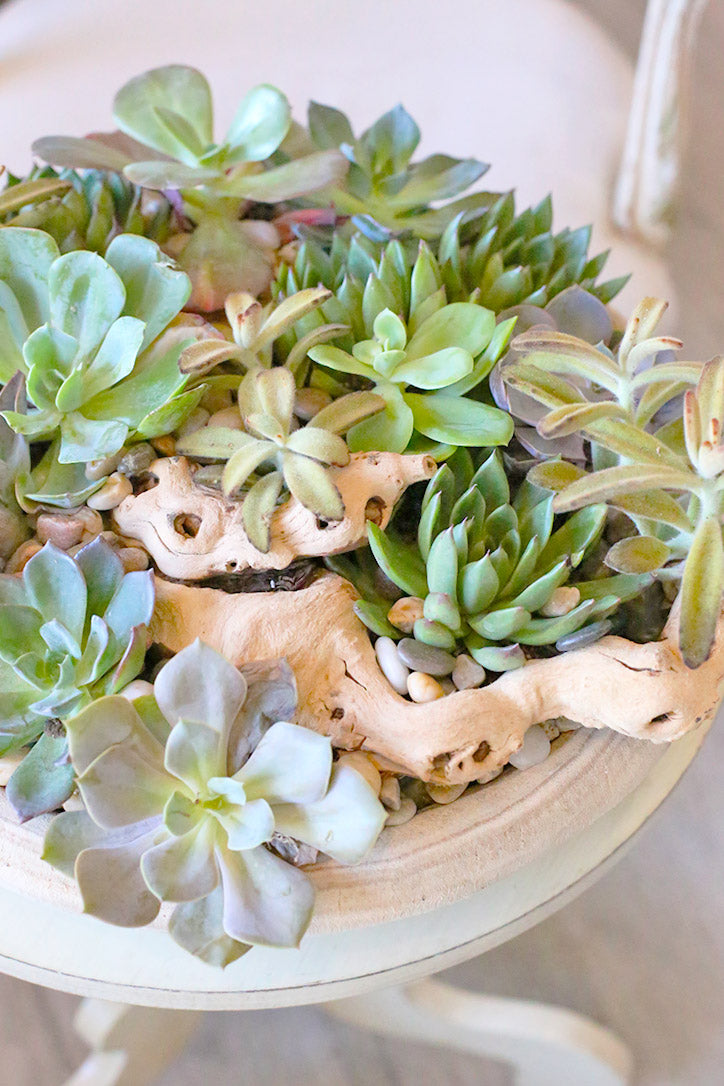 Close-up of echeveria rosettes, fuzzy green succulents, moss and smooth white pebbles.