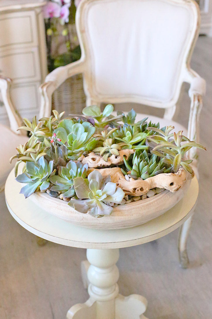 Pale blue-green echeveria and fuzzy succulents with white pebbles in a shallow cream bowl.