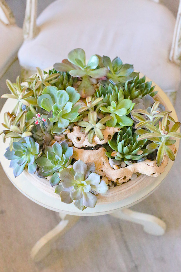 Top view of blue-green succulents, natural wood and white stones in a cream ceramic bowl.