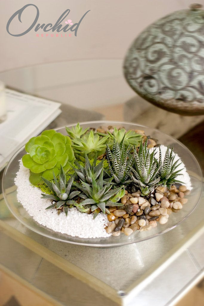 Echeveria rosettes, striped aloe and small cacti with pebbles in an open glass terrarium.