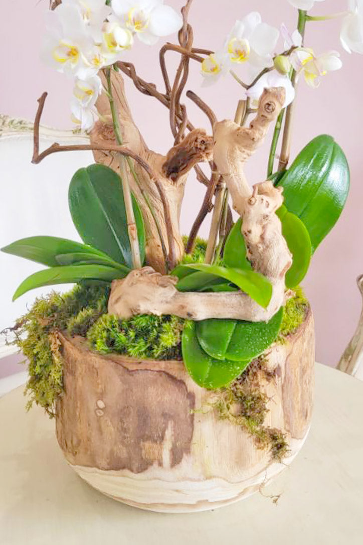 Ethereal Orchid Delight