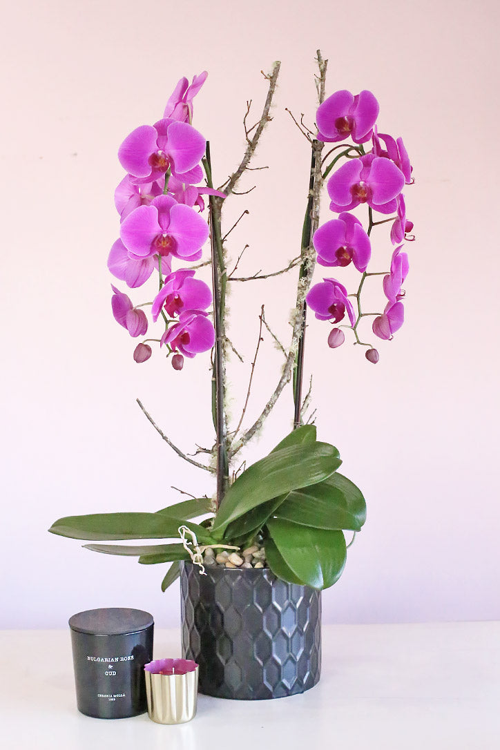 Double-stem fuchsia Phalaenopsis orchids with branches in a glossy black vase