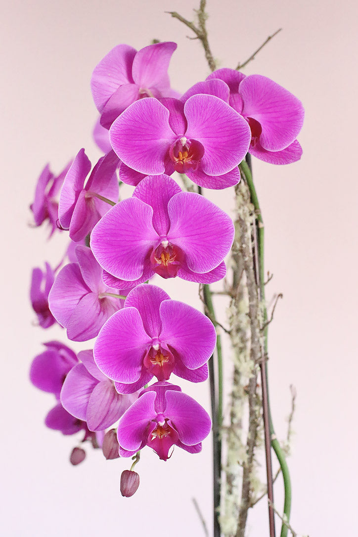 Close-up of bold fuchsia-pink Phalaenopsis orchid blooms and buds