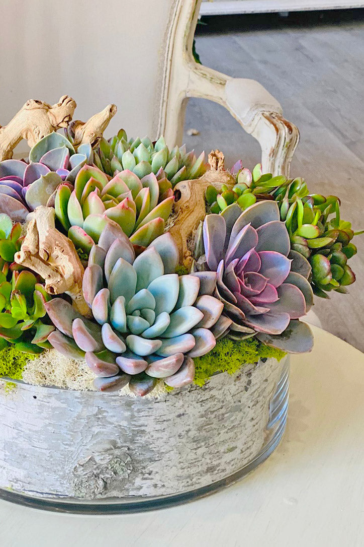 Close-up of blue-green echeveria rosettes, purple succulents, moss and textured driftwood.