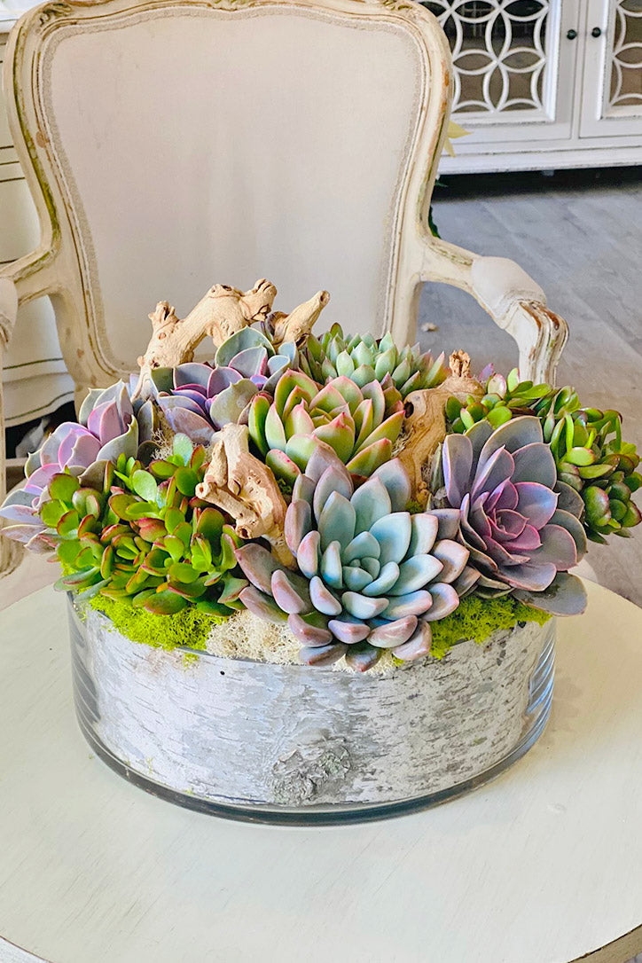 Green, blue and purple rosette succulents with moss and driftwood in a birch-lined glass bowl.