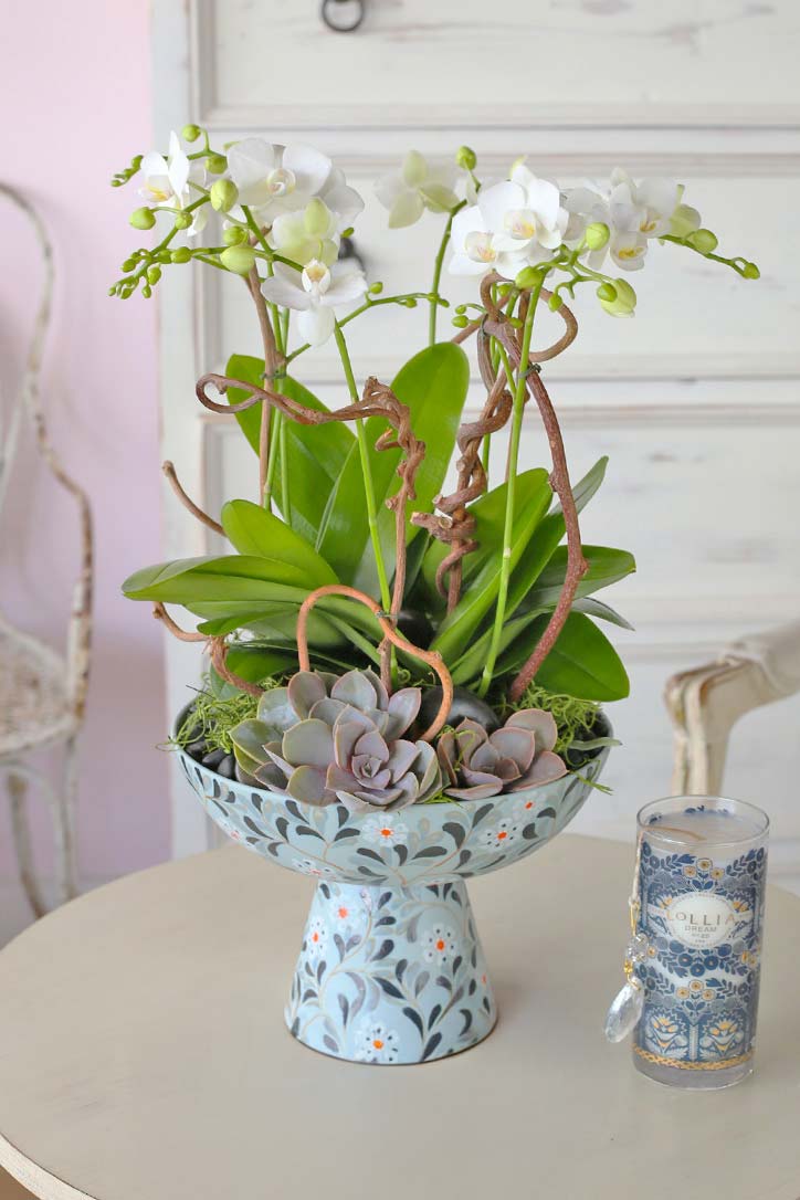 Mini white Phalaenopsis orchids with dark succulents in an oriental ceramic vase