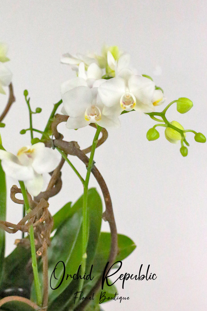 Close-up of immaculate white miniature Phalaenopsis orchid blooms and buds