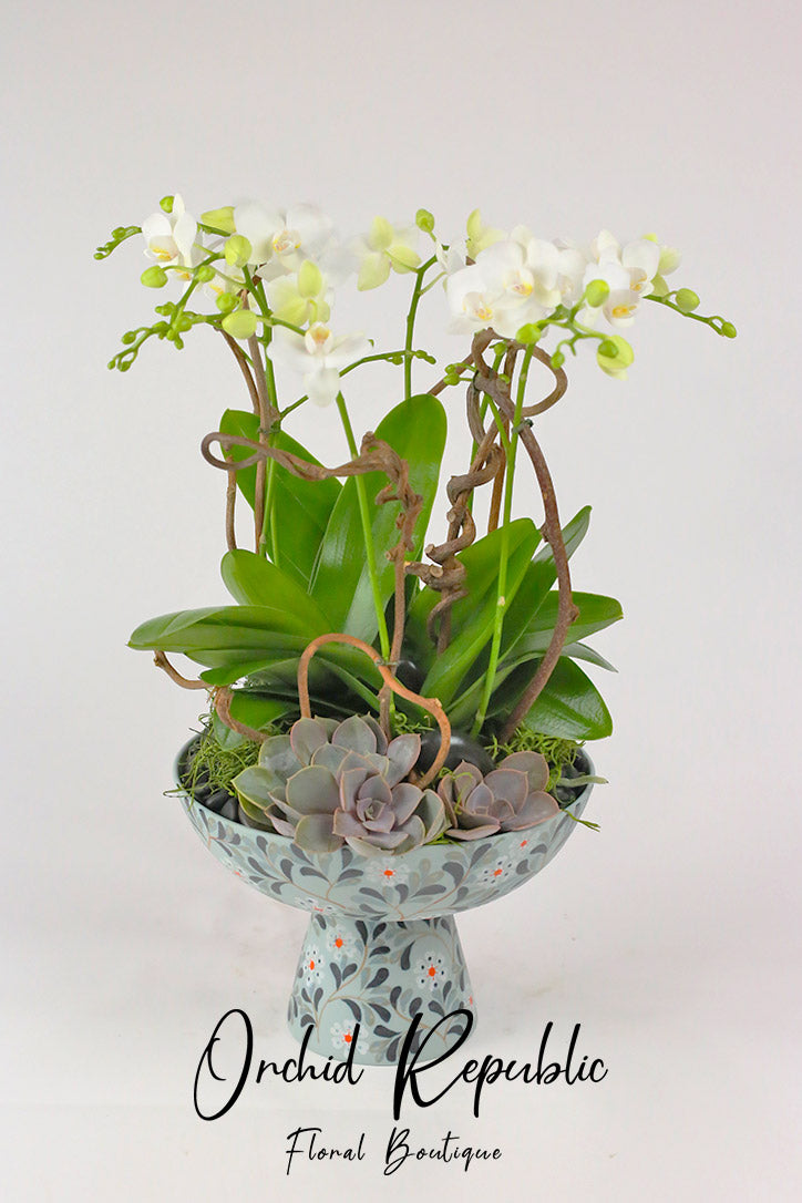 Mini white Phalaenopsis orchids with dark succulents in an oriental ceramic vase