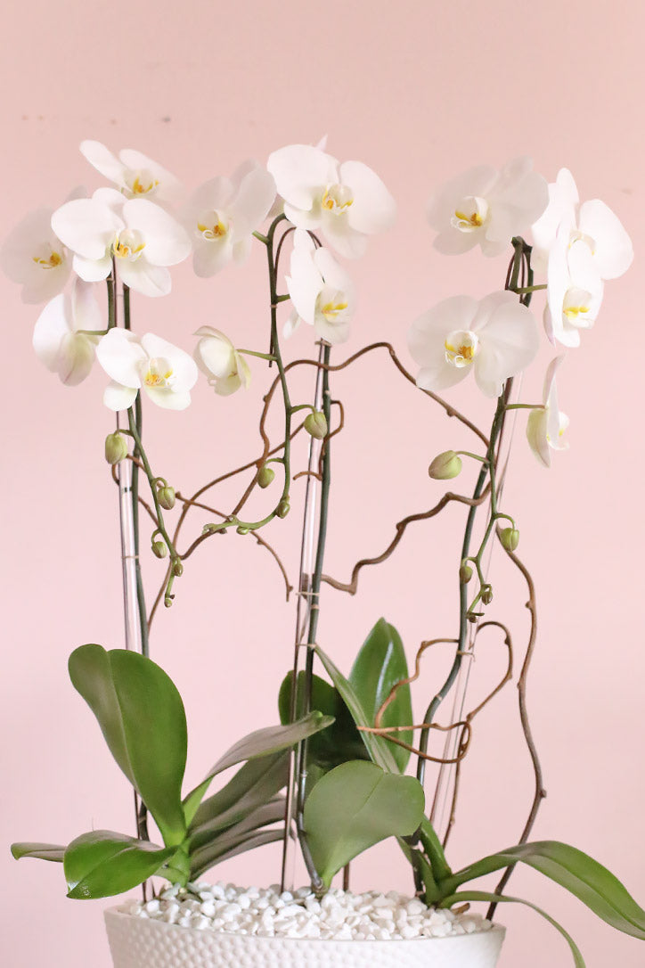 Close-up of pure white Phalaenopsis blooms supported by clear midollino sticks
