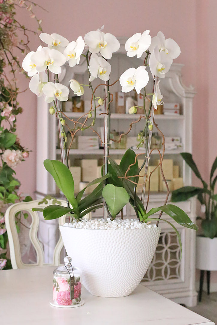 Trio of white Phalaenopsis orchids with curly willow in a white ceramic vase