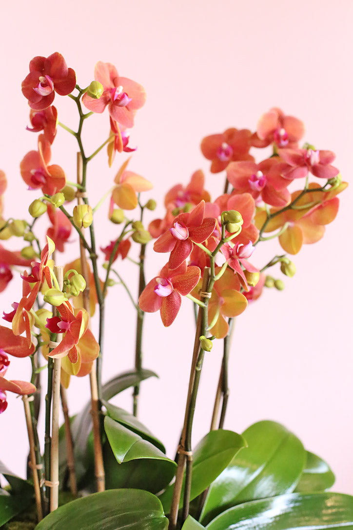 Close-up of energetic orange miniature Phalaenopsis orchid blooms and buds