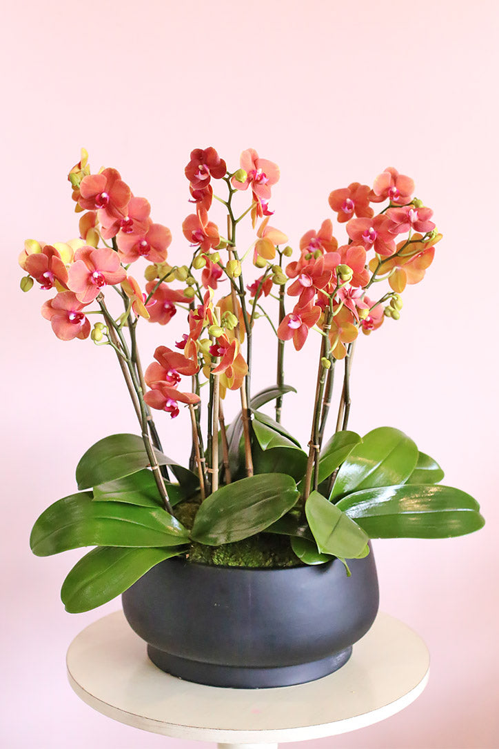 Multi-stem miniature orange Phalaenopsis orchids in a shiny onyx-black ceramic vase