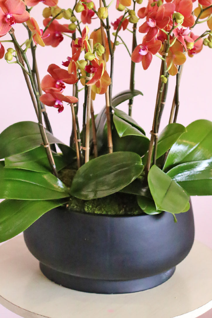 Shiny onyx-black ceramic vase with green orchid leaves and multiple orange stems
