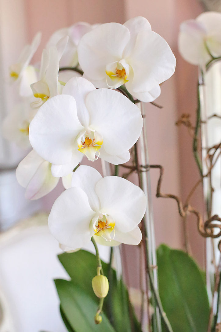 Close-up of radiant white Phalaenopsis blooms supported by clear midollino sticks