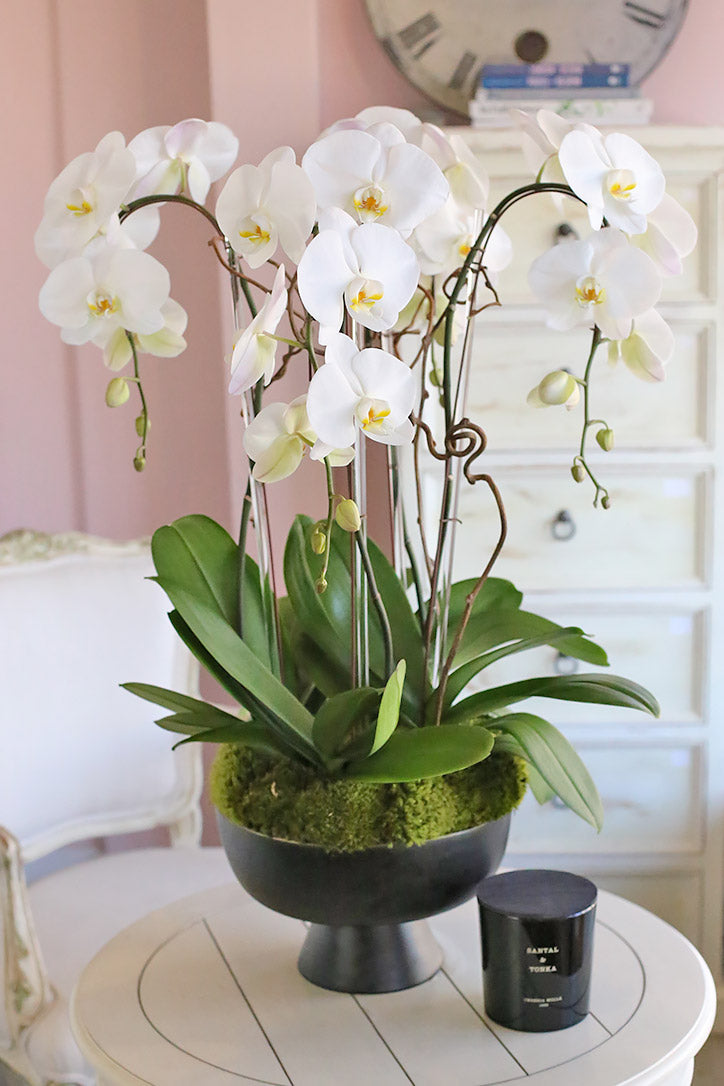White Phalaenopsis orchids with kiwi branches and moss in a chic black vase