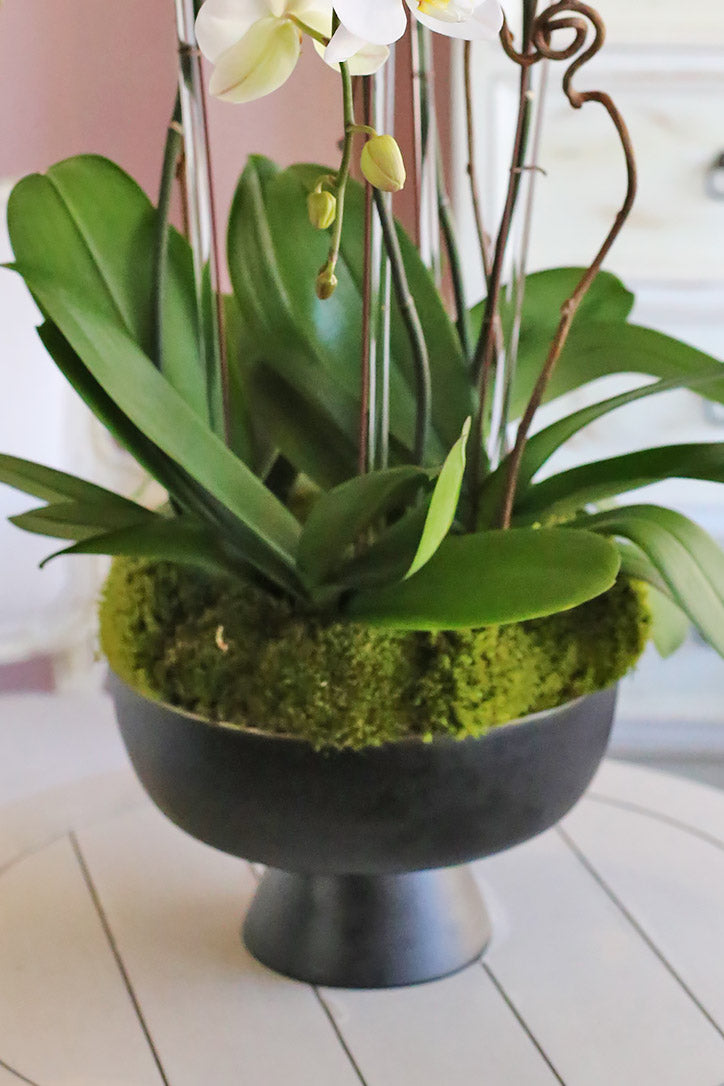 Chic black vase with lush moss, orchid leaves and intertwined kiwi branches