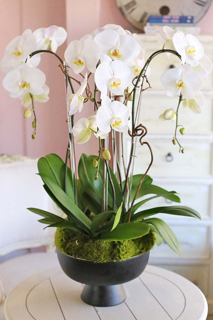White Phalaenopsis orchid blooms arranged with lush foliage in a black bowl planter