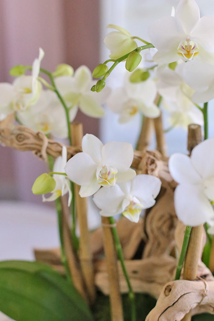 Close-up of white baby Phalaenopsis orchid blooms supported by bamboo stakes