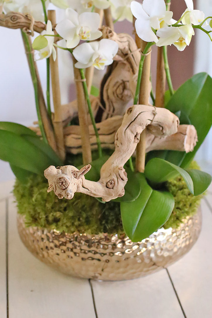 Textured gold planter with green moss, orchid leaves and sculptural driftwood