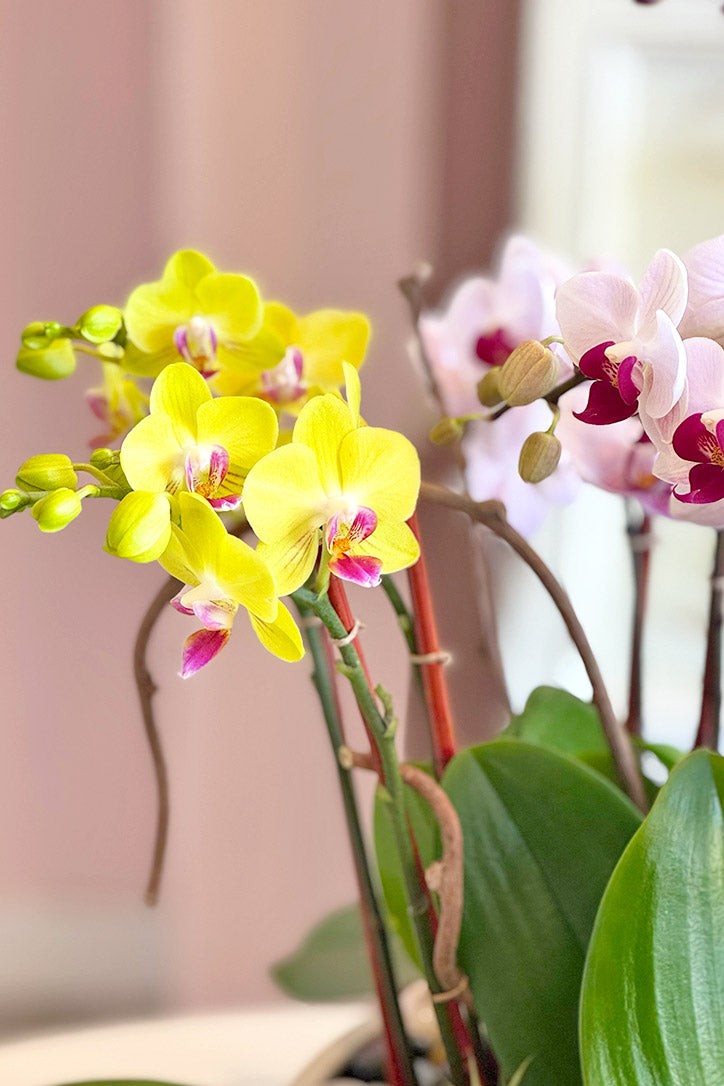 Close-up of hot pink, blush and orange Phalaenopsis orchid blooms and buds