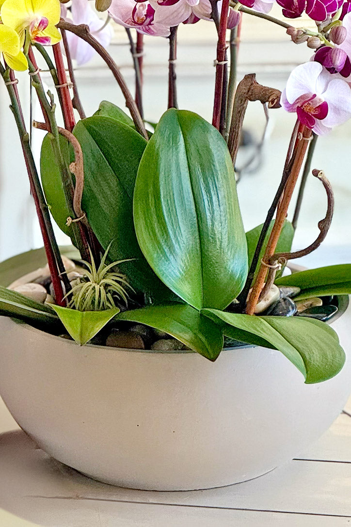 Rustic stone vase with natural rocks, orchid leaves, air plant and kiwi branches