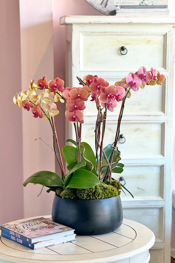 Three fiery orange Phalaenopsis orchid plants with kiwi branches in a large black vase