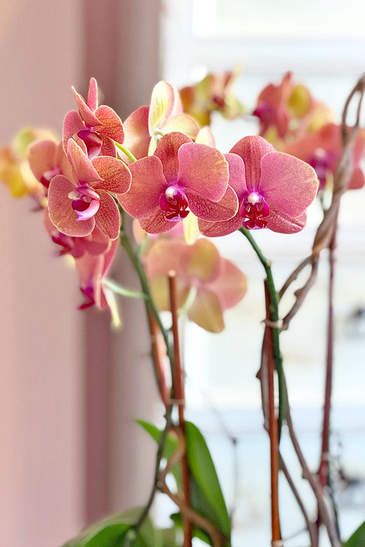 Close-up of fiery orange Phalaenopsis blooms supported by slender bamboo stakes