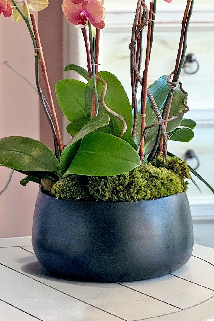 Large black vase with orchid leaves, bamboo stakes, moss and sculptural kiwi branches