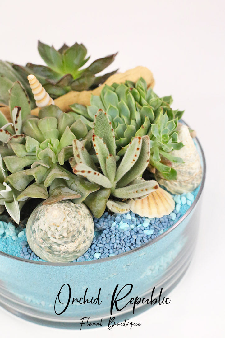 Close-up of rosette succulents, air plants, driftwood and seashells over blue stones.